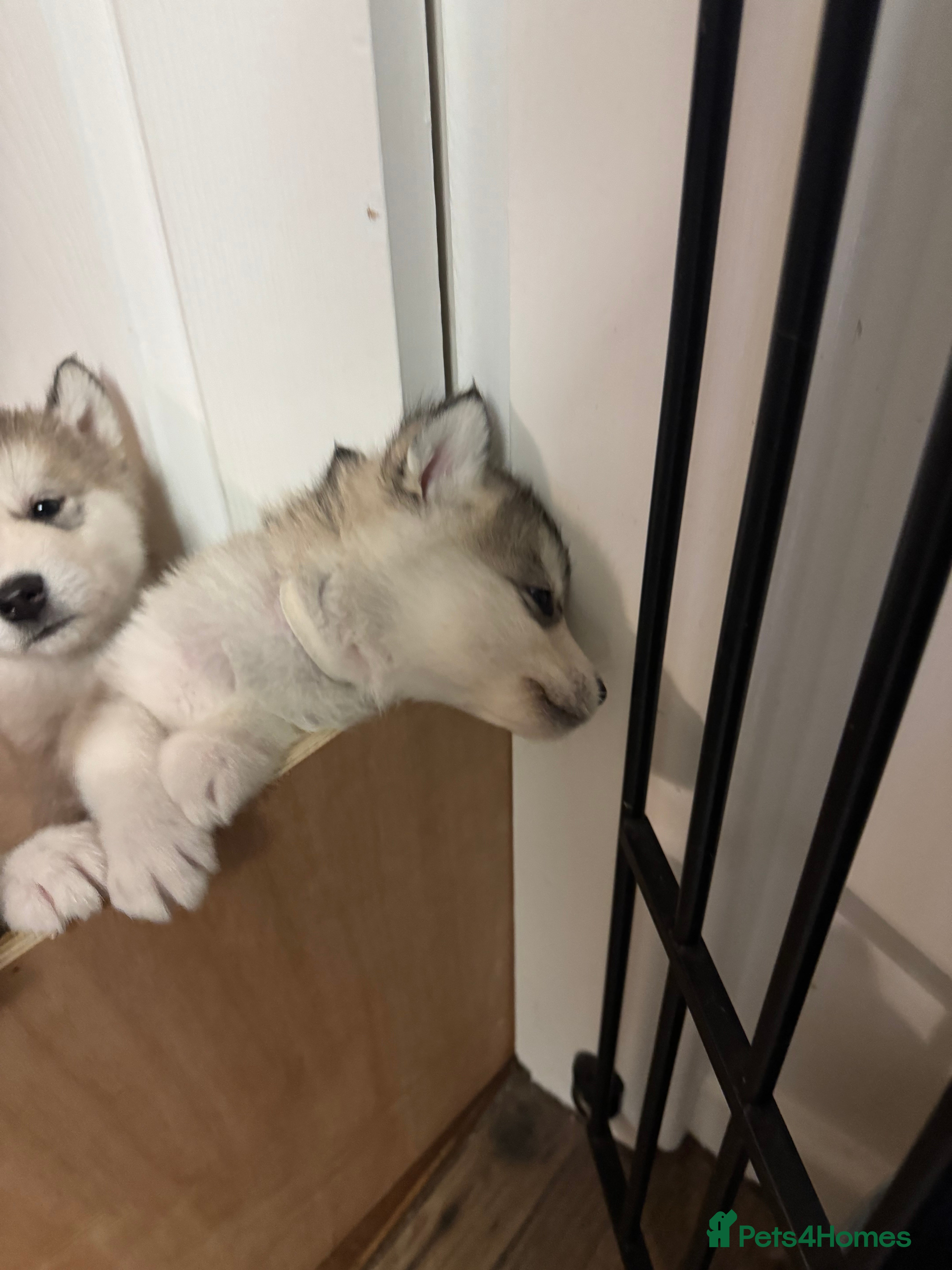 Alaskan Malamute dogs 3 left beautiful Alaskan malamute puppies  - Advert 15