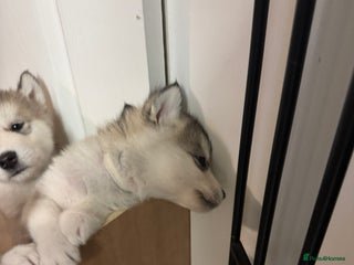 Alaskan Malamute dogs 3 left beautiful Alaskan malamute puppies - Advert 15