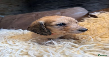 Miniature Dachshund dogs - Advert 15