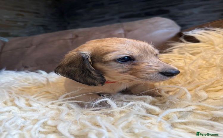 Miniature Dachshund dogs - Advert 11