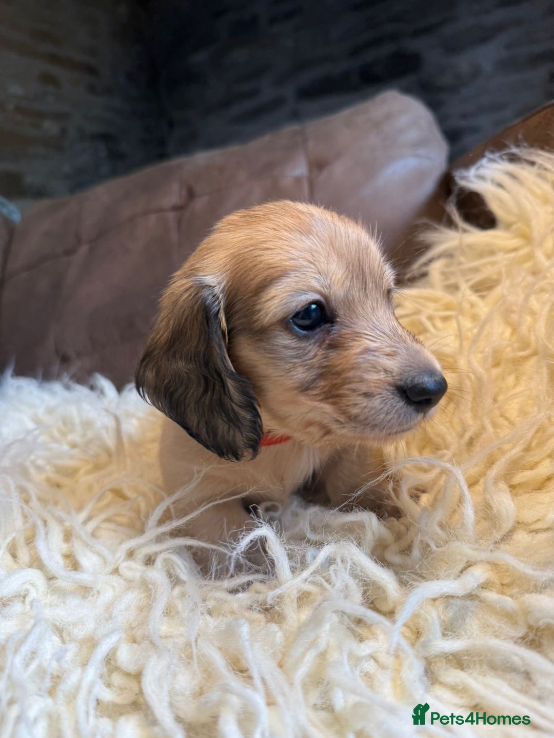 Miniature Dachshund dogs for sale: Beautiful Cream long haired Dachshunds  - Image 1