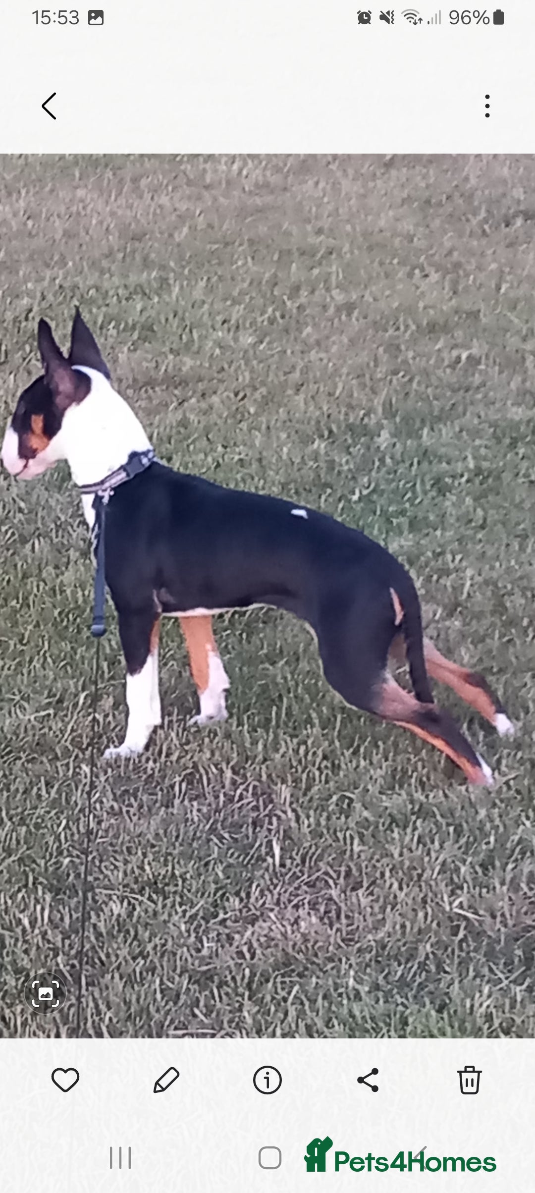 English Bull Terrier dogs for sale: Male Tri colour English bull terrier - Image 2