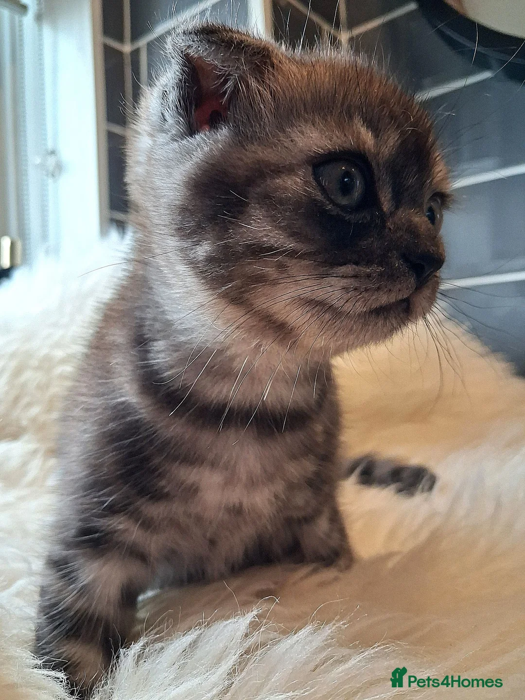 Scottish Fold cats for sale: ❤️SOLD❤️Gorgeous Scottish Fold kitten❤️ - Advert 2