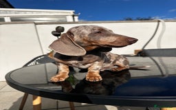 Miniature Dachshund dogs for sale: Last boy - Miniature long hair dachshund 🤍 - Image 10