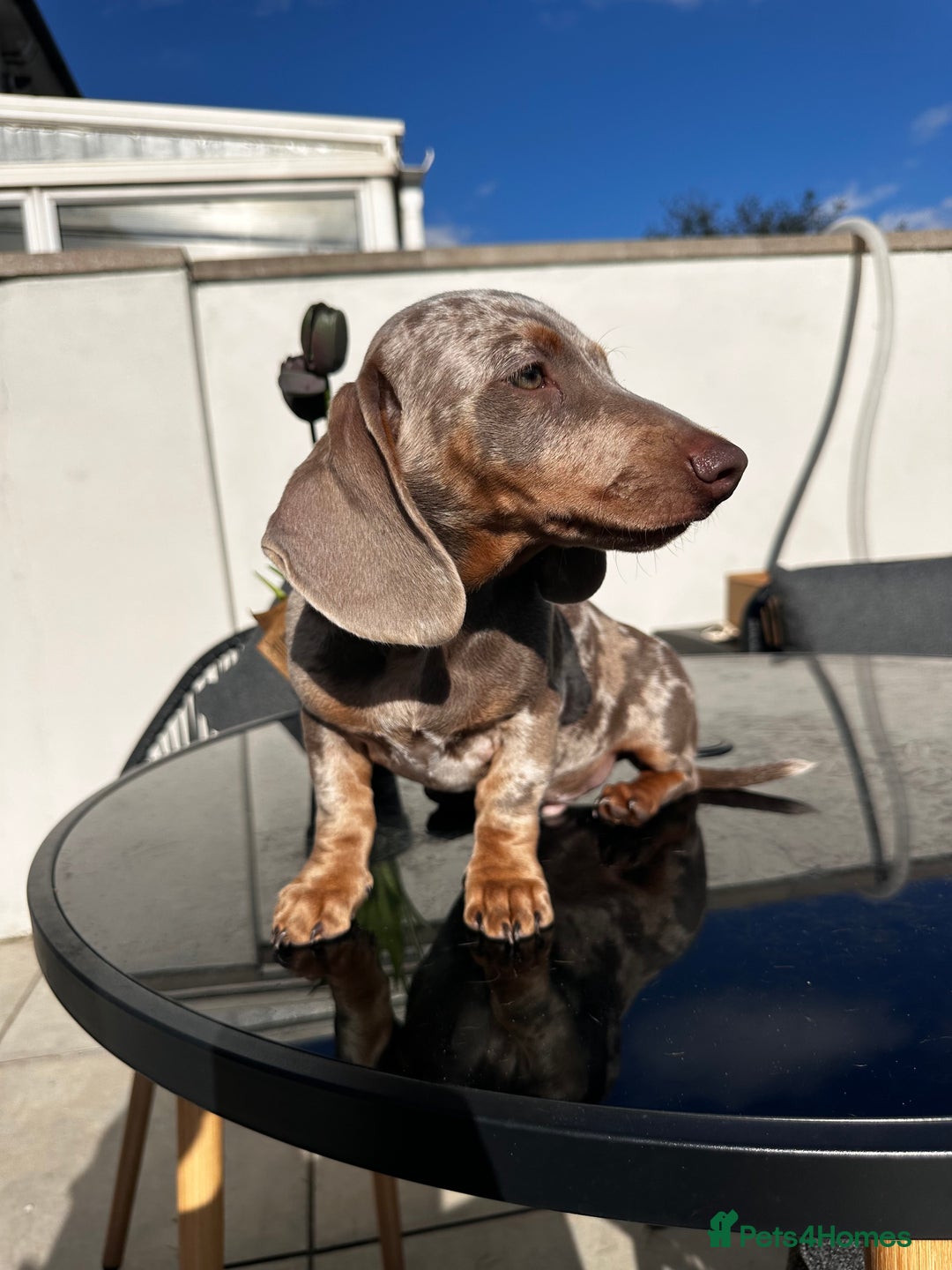 Miniature Dachshund dogs for sale: Last boy - Miniature long hair dachshund 🤍 - Image 10