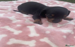 Miniature Dachshund dogs for sale: Long haired Minature Dachshund  - Image 3