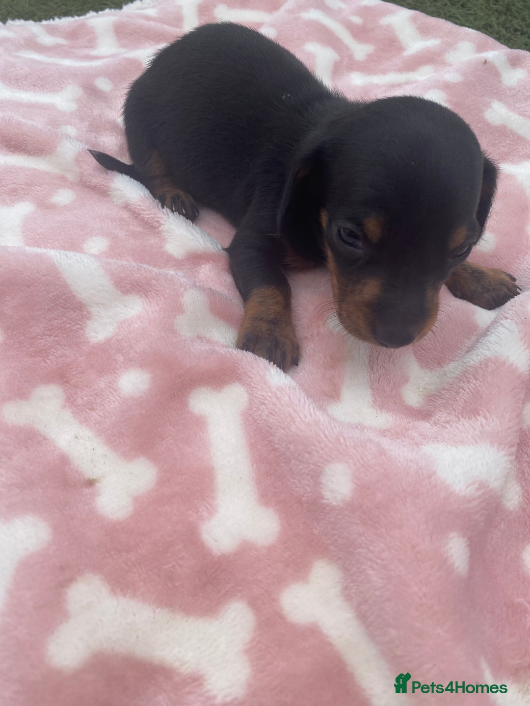 Miniature Dachshund dogs for sale: Long haired Minature Dachshund  - Image 3