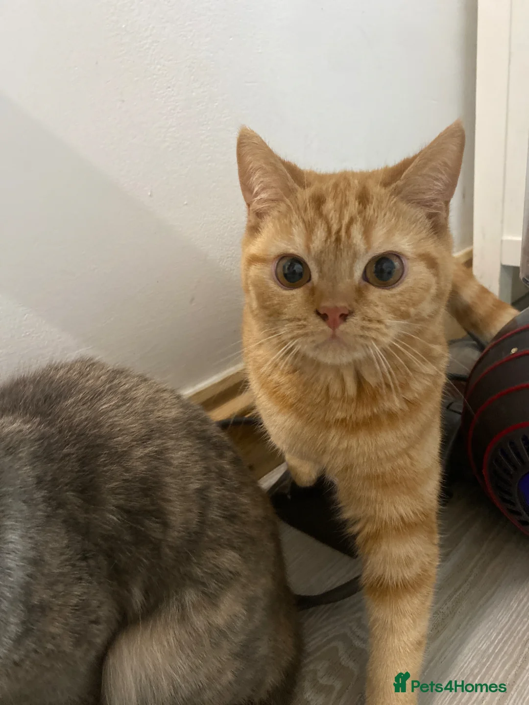 Mixed Breed cats for sale: Half British shorthair cats  - Advert 3
