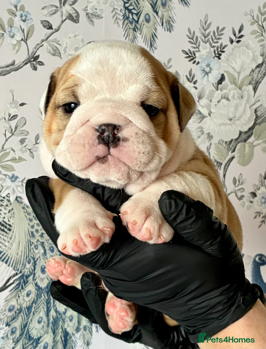 English Bulldog dogs for sale: English Bulldogs in Spalding - Advert 7