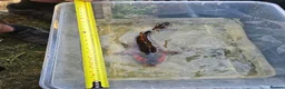Koi Carp fish for sale: Mix of koi carp/sturgeon and tench for sale in Leeds - Advert 13