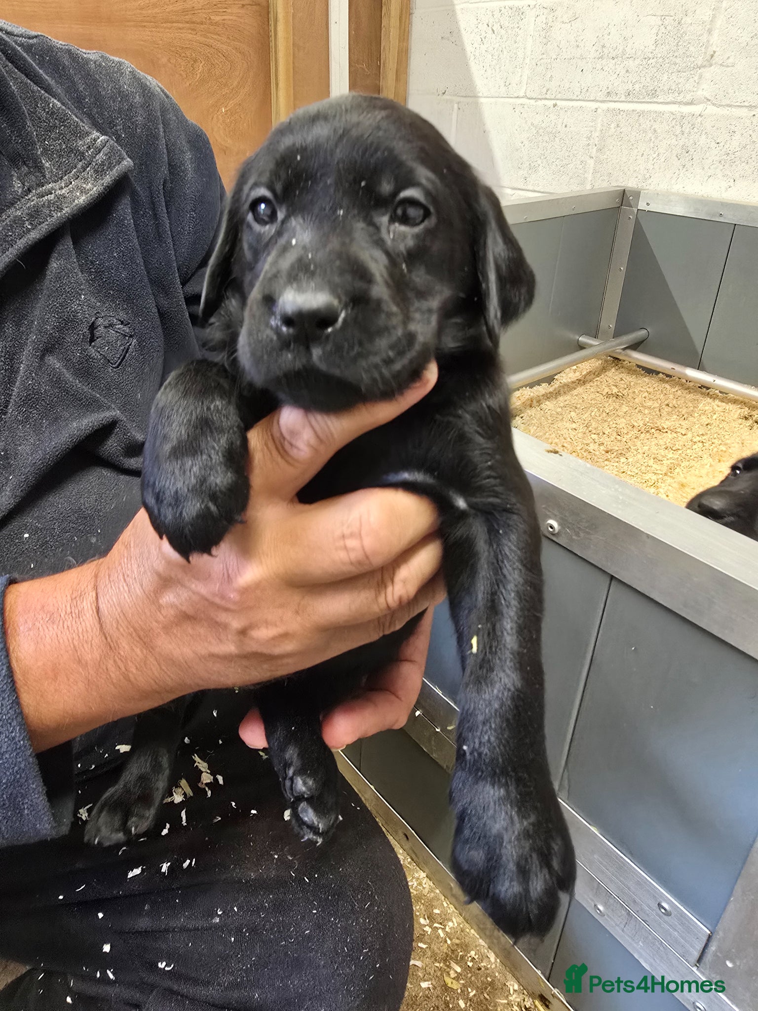 Labrador Retriever dogs Beautiful litter of puppies for sale - Advert 1