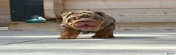 English Bulldog dogs for sale: Outstanding Litter of English Bulldogs - Advert 4