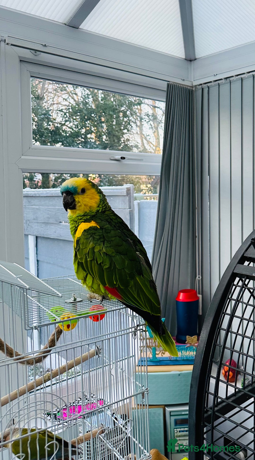 Parrots birds for sale: Blue-Fronted Amazon parrot - Advert 6