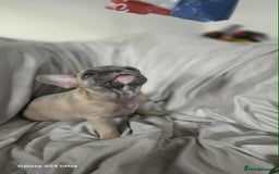 French Bulldog dogs for sale: French bulldog puppies - Image 2