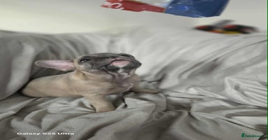 French Bulldog dogs - Advert 10
