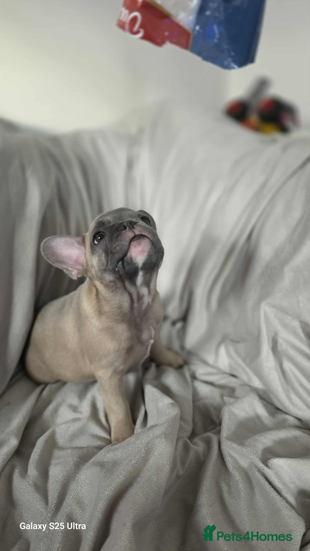 French Bulldog dogs for sale: French bulldog puppies - Image 2