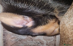 Dachshund dogs for sale: Dashound puppies - Image 3