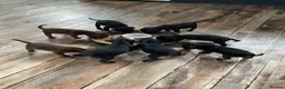 Mixed Breed dogs for sale: Patterdale/lakeland mix pups. - Advert 14