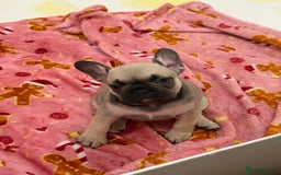 French Bulldog dogs for sale: Female French bulldog puppy - Image 1