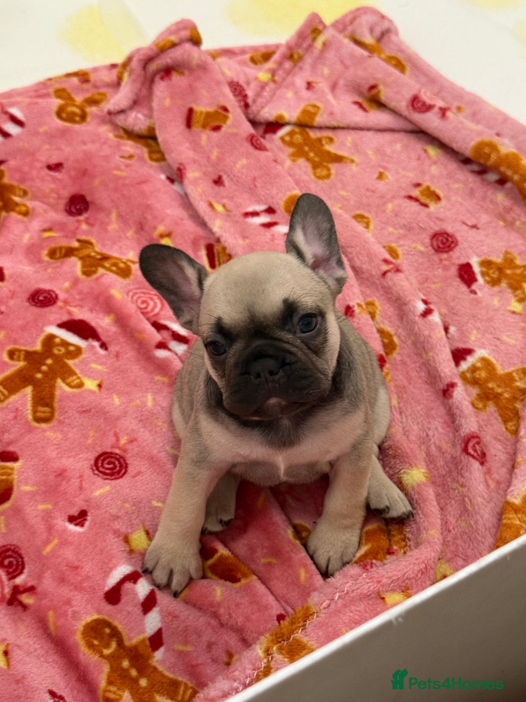 French Bulldog dogs for sale: Female French bulldog puppy - Image 1