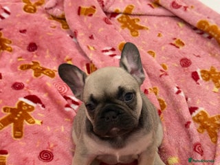 French Bulldog dogs - Advert 1