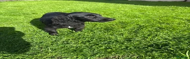 Cockalier 1