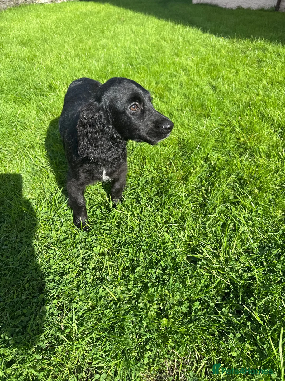 Cockalier dogs for sale: Fully vaccinated  - Advert 7
