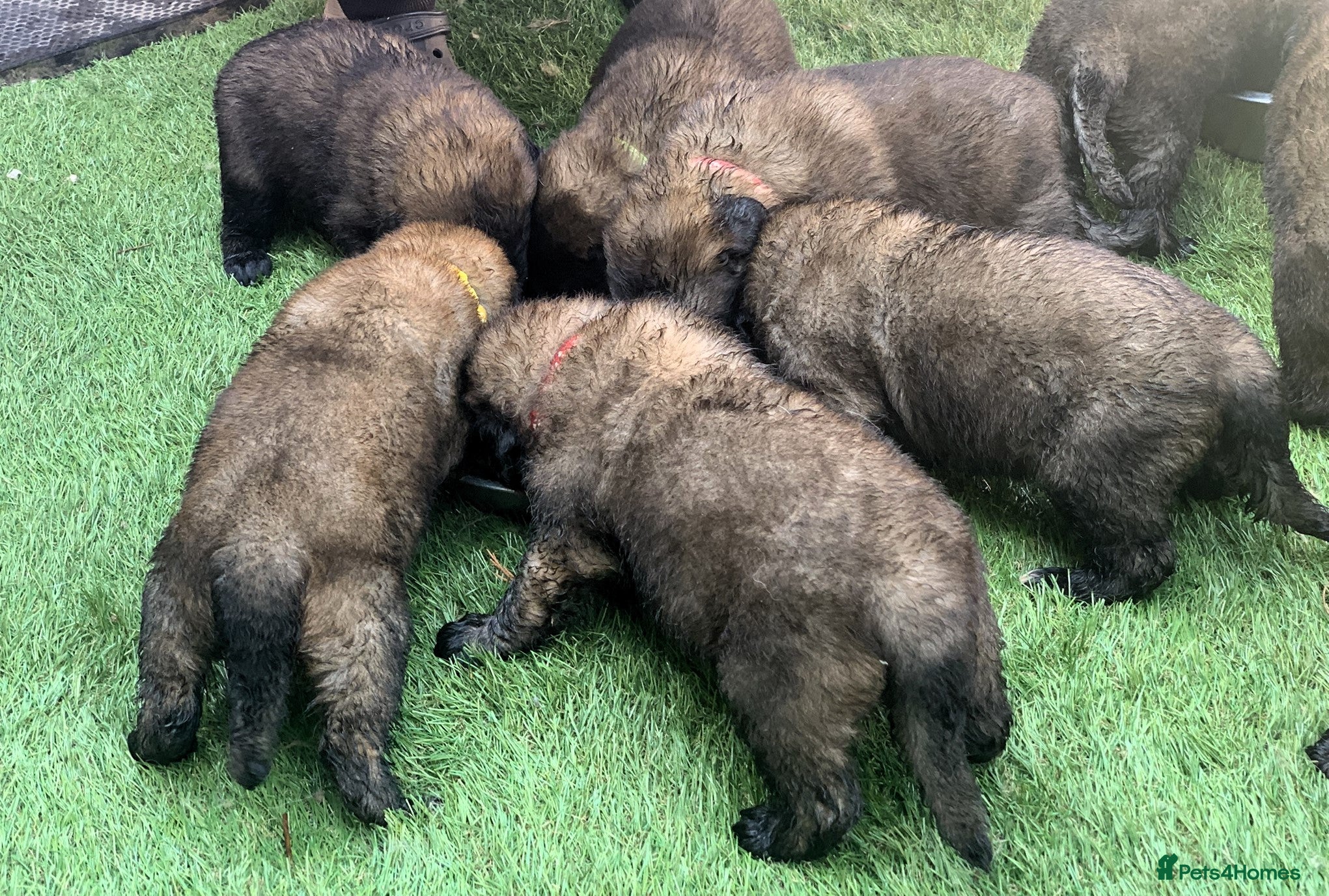 Leonberger dogs Leonberger Puppies - Advert 1