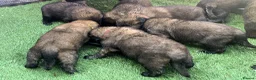 Leonberger dogs for sale: Leonberger Puppies - Advert 3