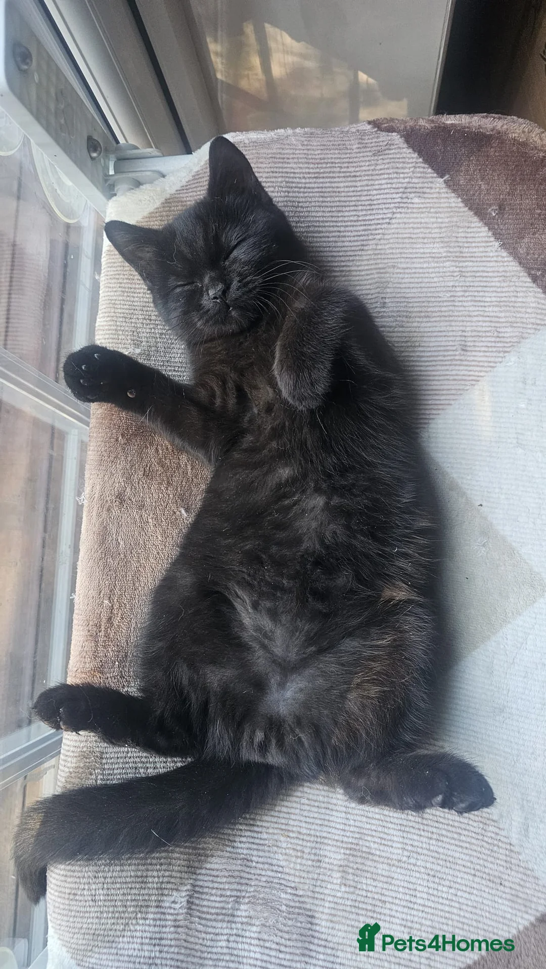 British Shorthair cats for sale: Gorgeous British Shorthair Kittens Ready Now! - Advert 20