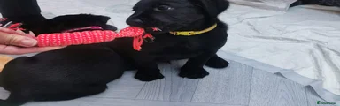 Labrador Retriever 2