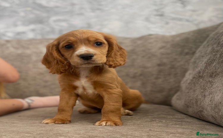 Cocker Spaniel dogs Teddy and lady - Advert 1