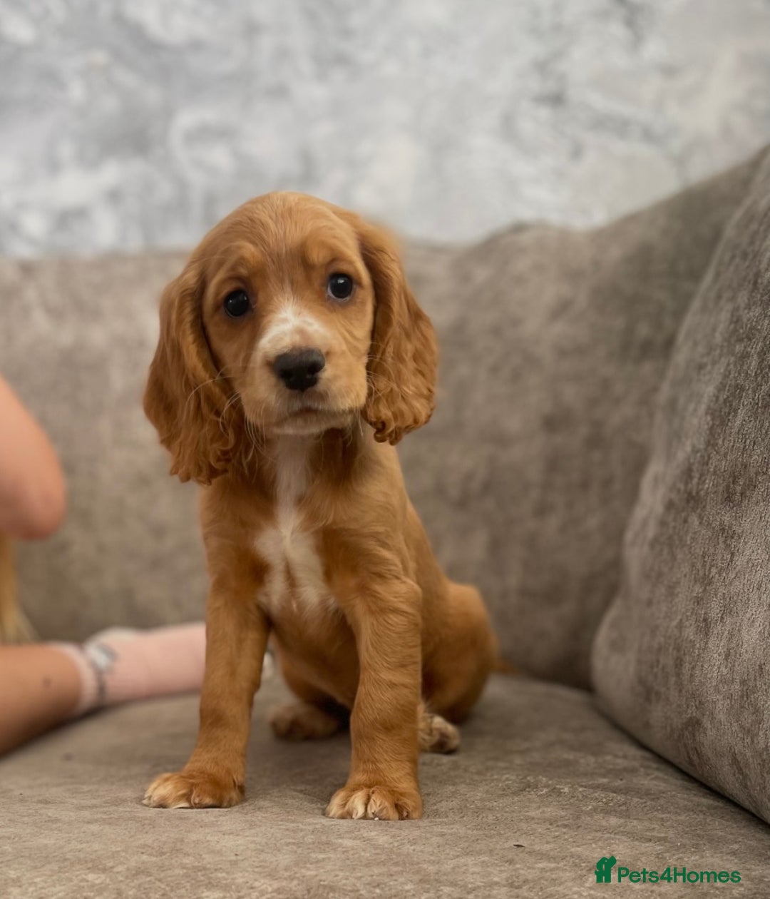 Cocker Spaniel dogs for sale: Teddy and lady - Advert 1