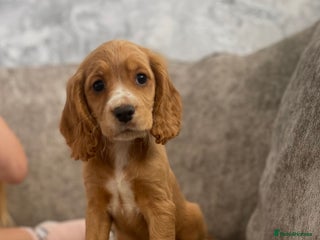 Cocker Spaniel dogs Teddy and lady - Advert 2
