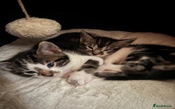 Bengal cats for sale: Half Bengal Kittens - Image 18