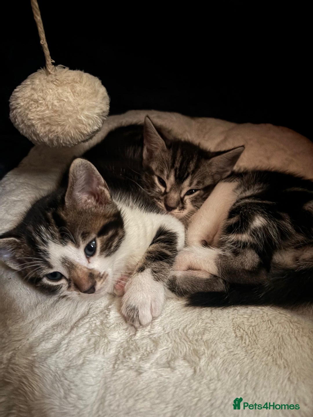 Bengal cats for sale: Half Bengal Kittens - Image 18