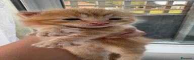 Mixed Breed 2