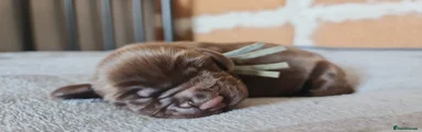 Field Spaniel 6