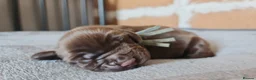 Field Spaniel dogs for sale: Rare Vulnerable Field Spaniels - Advert 8