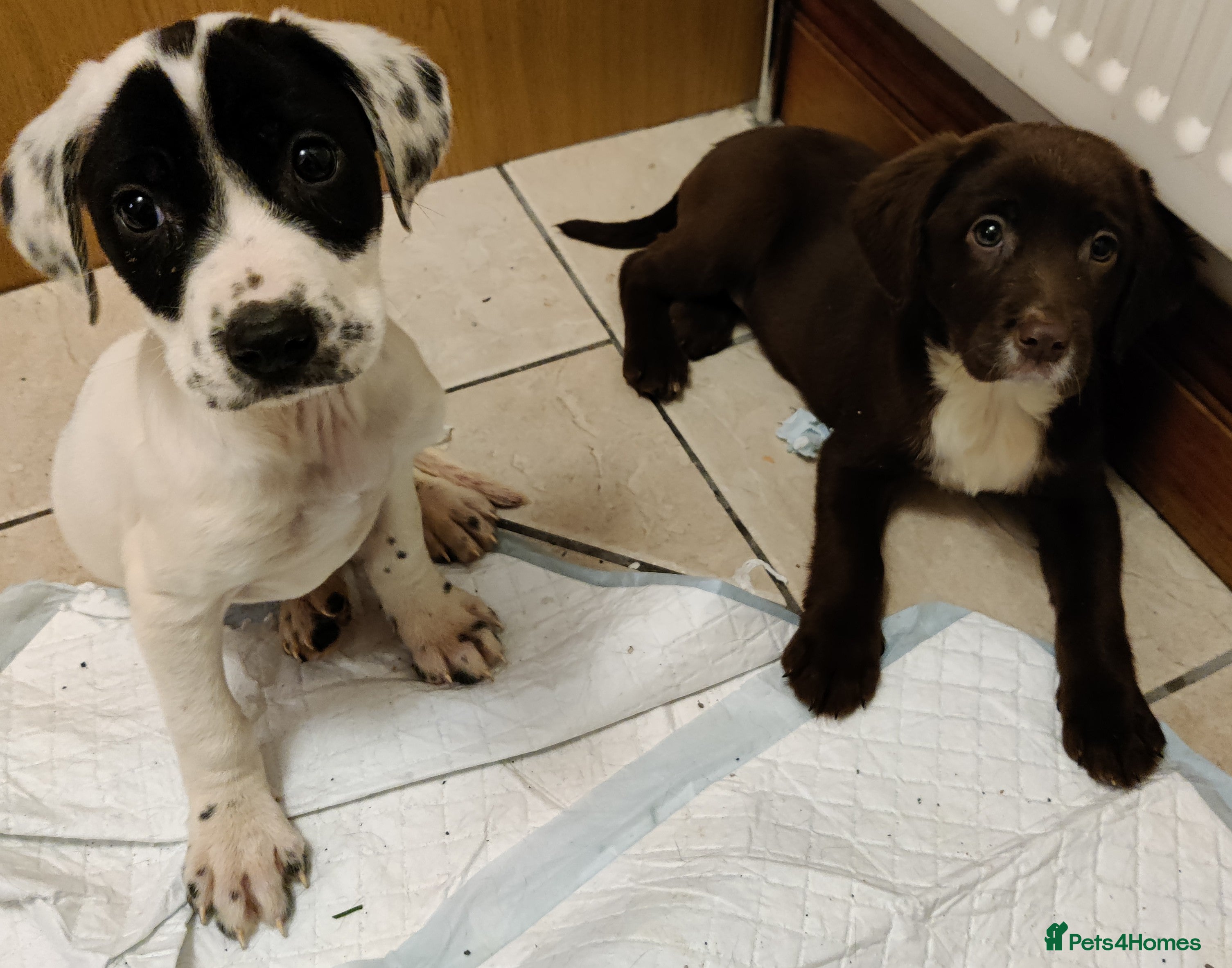 Springador dogs Springador Puppies [5F/2M LEFT] - Advert 1