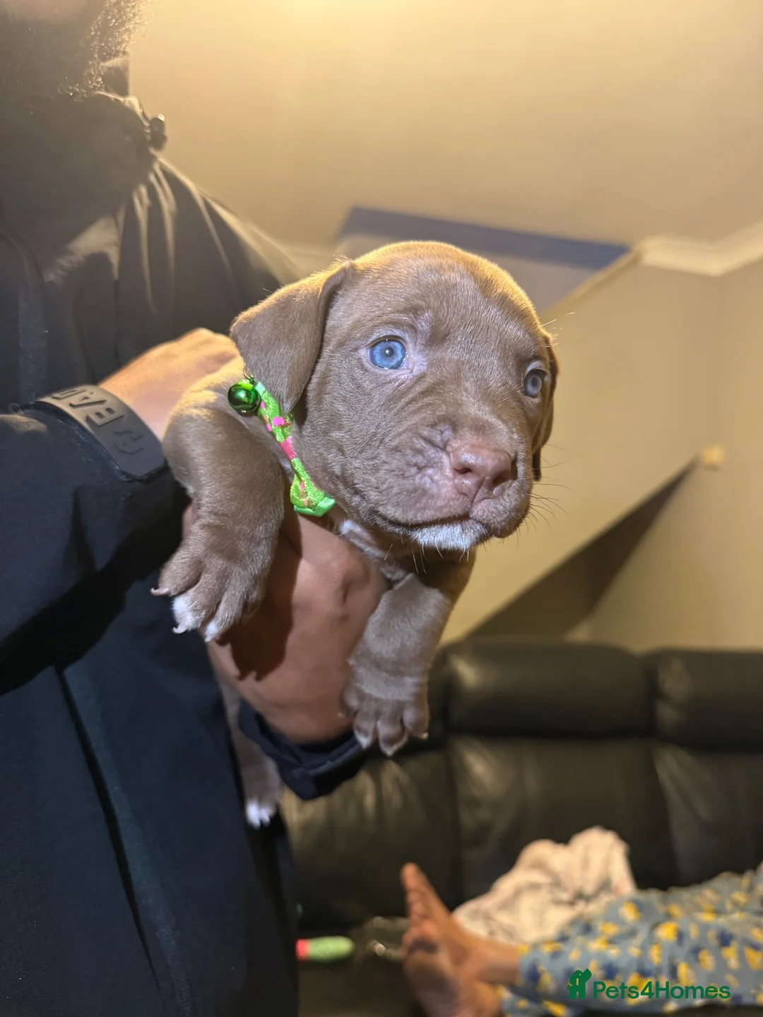 Mixed Breed dogs for sale: 6 Beautiful pups in Swanley - Advert 2