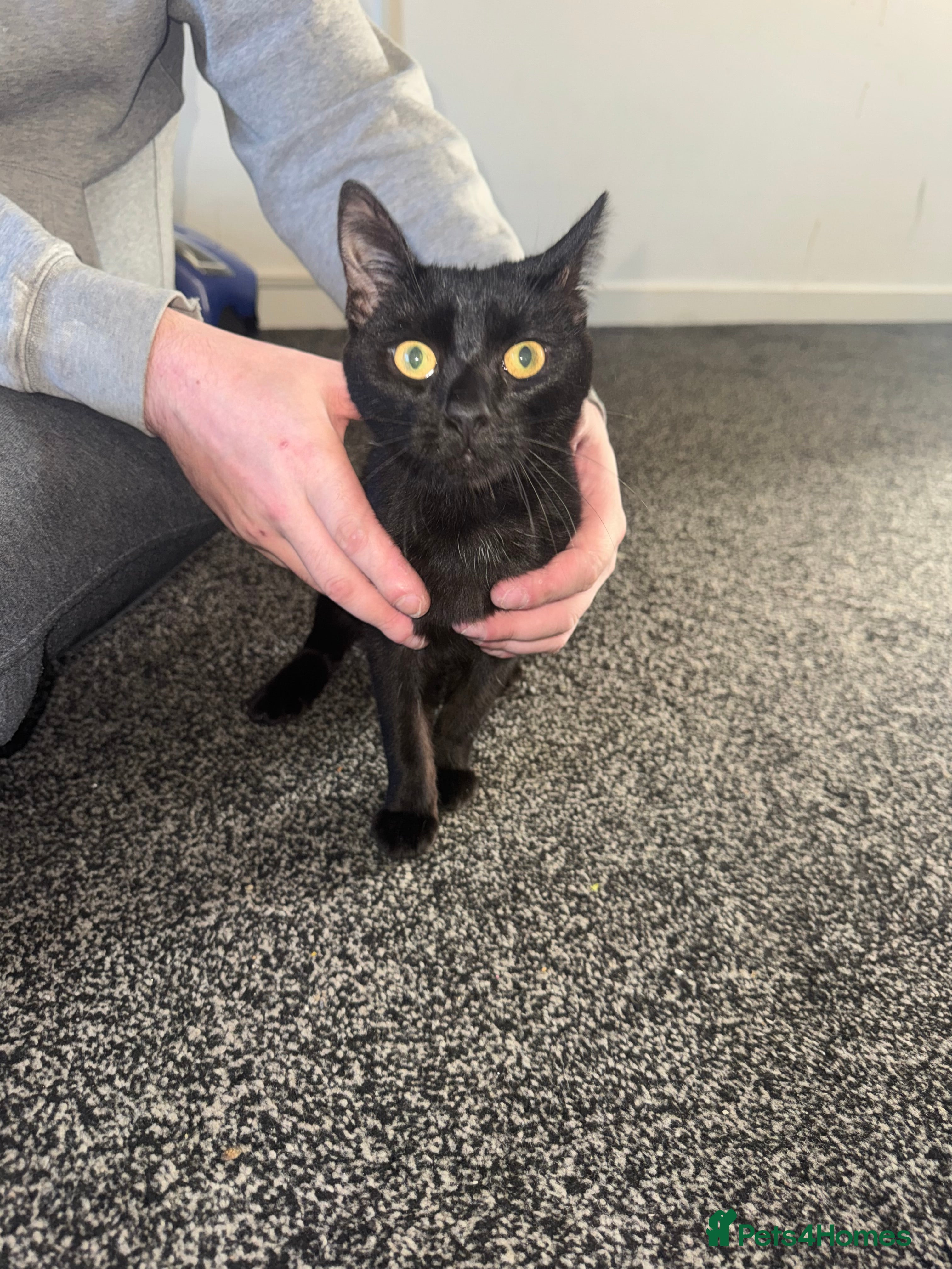 Mixed Breed cats 2 male cats - Advert 1