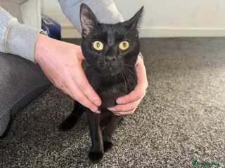 Mixed Breed cats 2 male cats - Advert 1