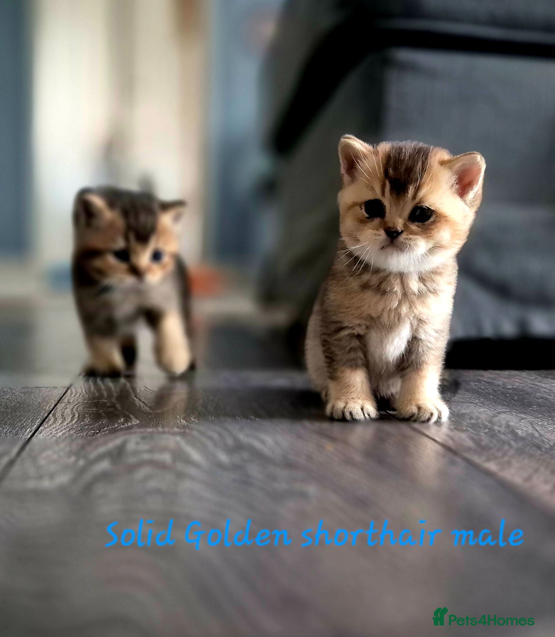 British Shorthair cats Champion bloodline, Health tested,Pedigree BSH - Advert 2