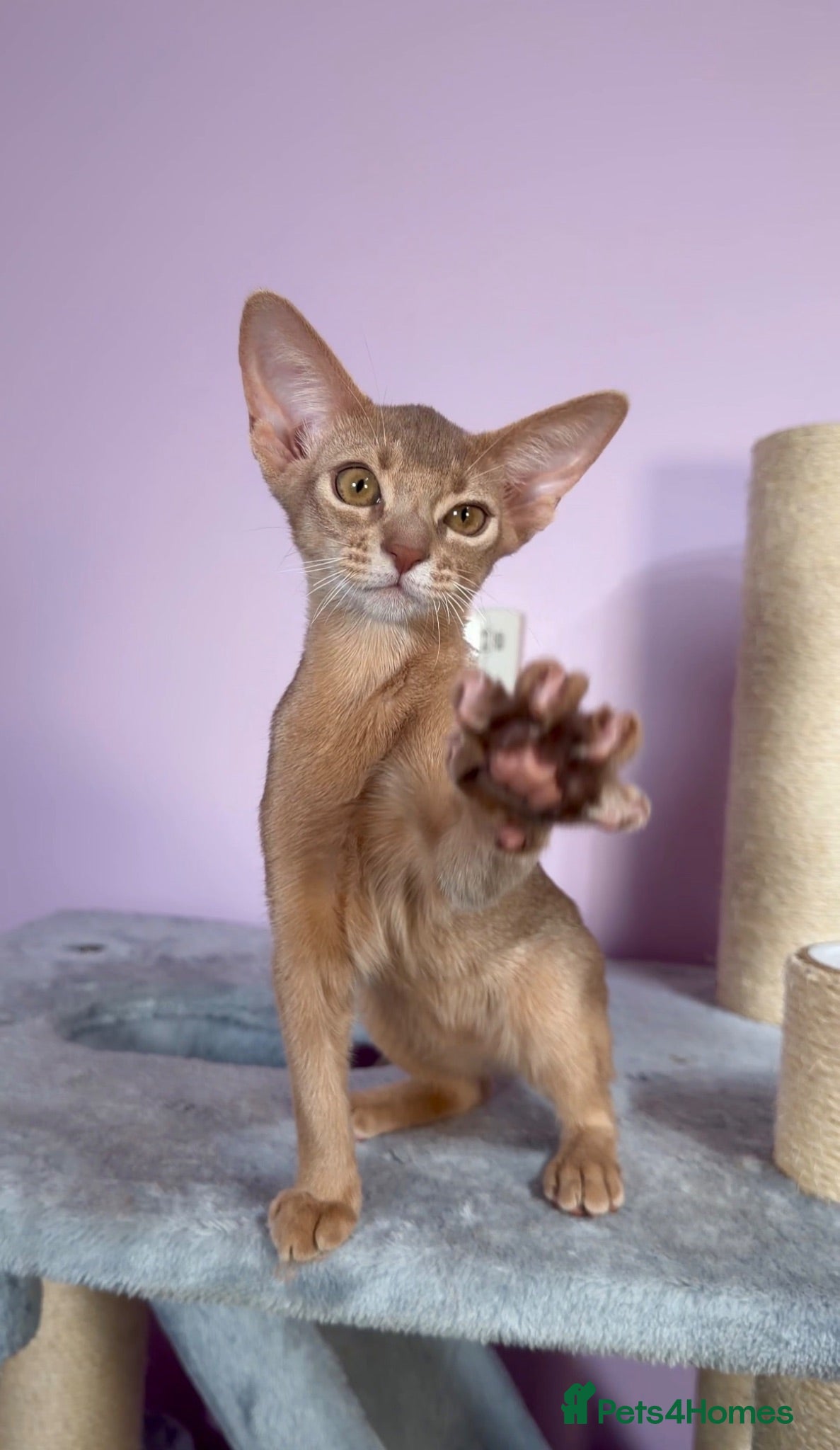 Abyssinian cats Beautiful Fawn Abyssinian Girl 🤍❤️ GCCF  - Advert 2