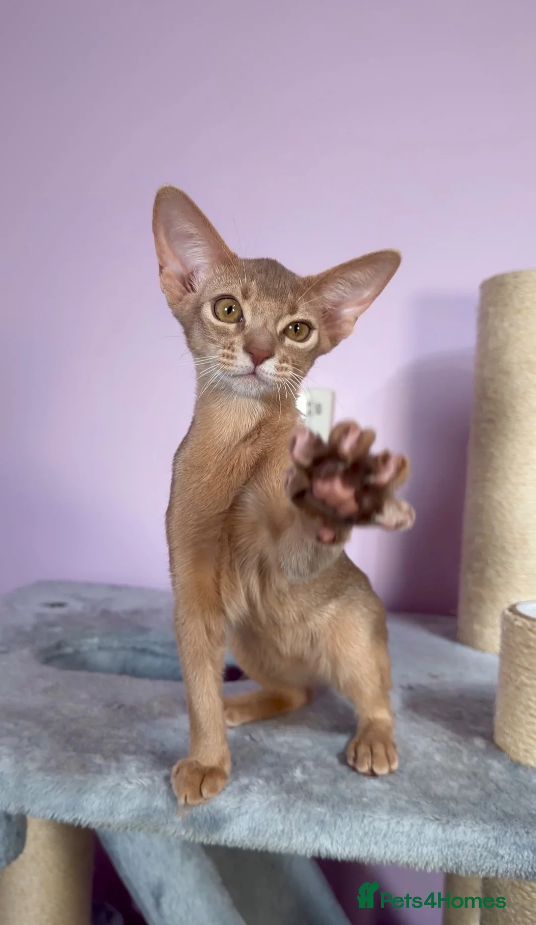 Abyssinian cats for sale: Beautiful Fawn Abyssinian Girl 🤍❤️ GCCF  - Advert 2