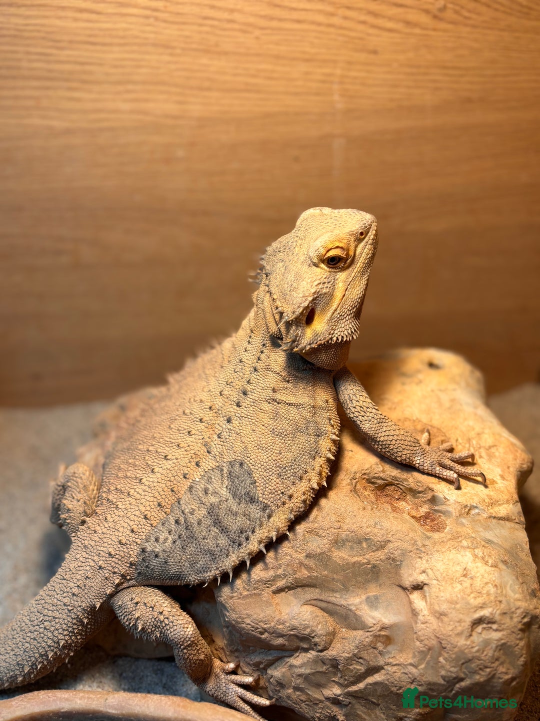 Bearded Dragon reptiles for sale: Adult male bearded dragon - Advert 1