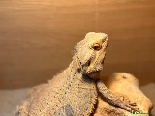 Bearded Dragon reptiles Adult male bearded dragon - Advert 4