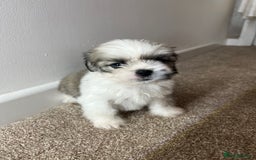 Lhasa Apso dogs for sale: 4 Lhasa Apso babies  - Image 7