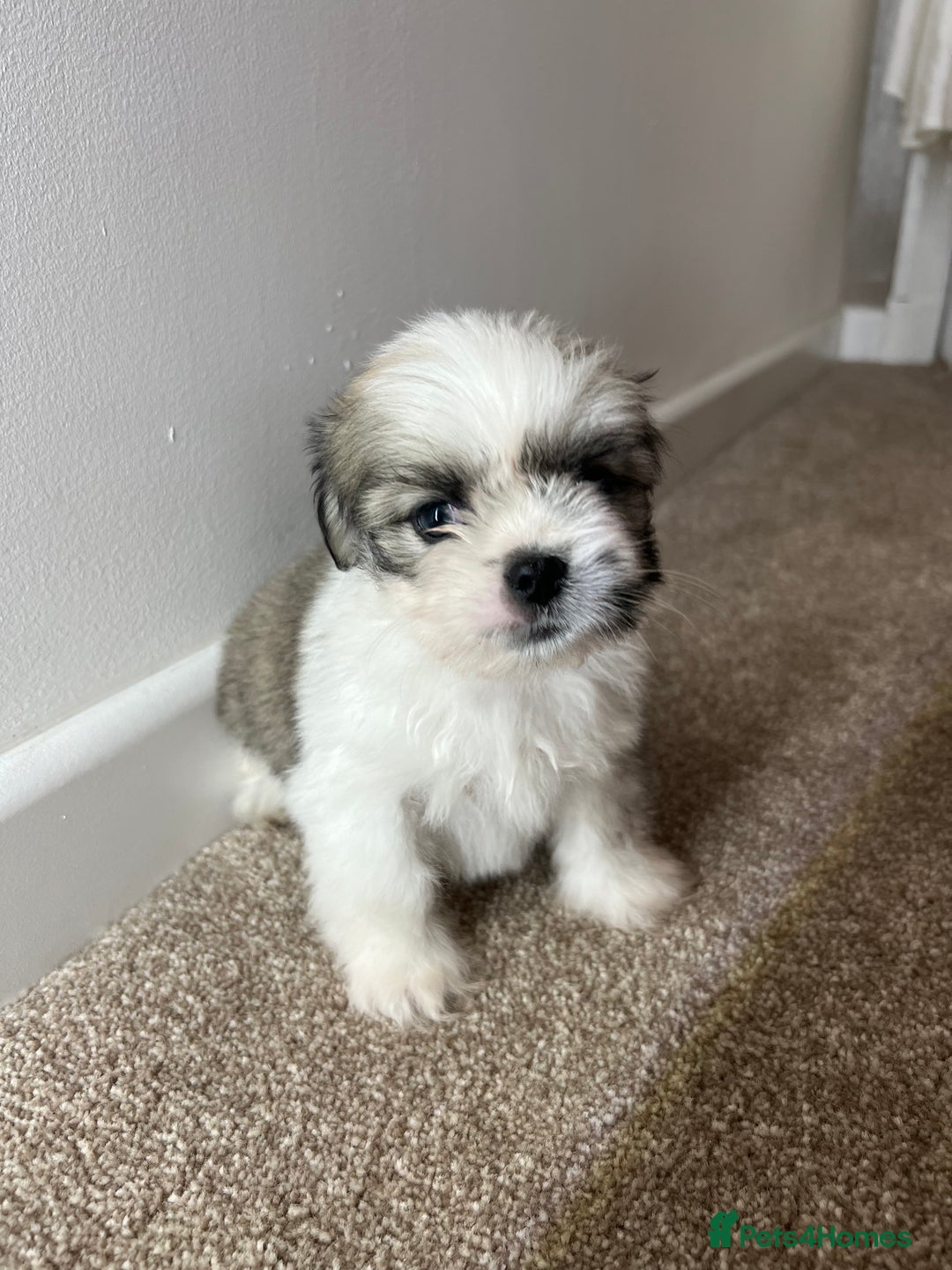 Lhasa Apso dogs for sale: 4 Lhasa Apso babies  - Image 7